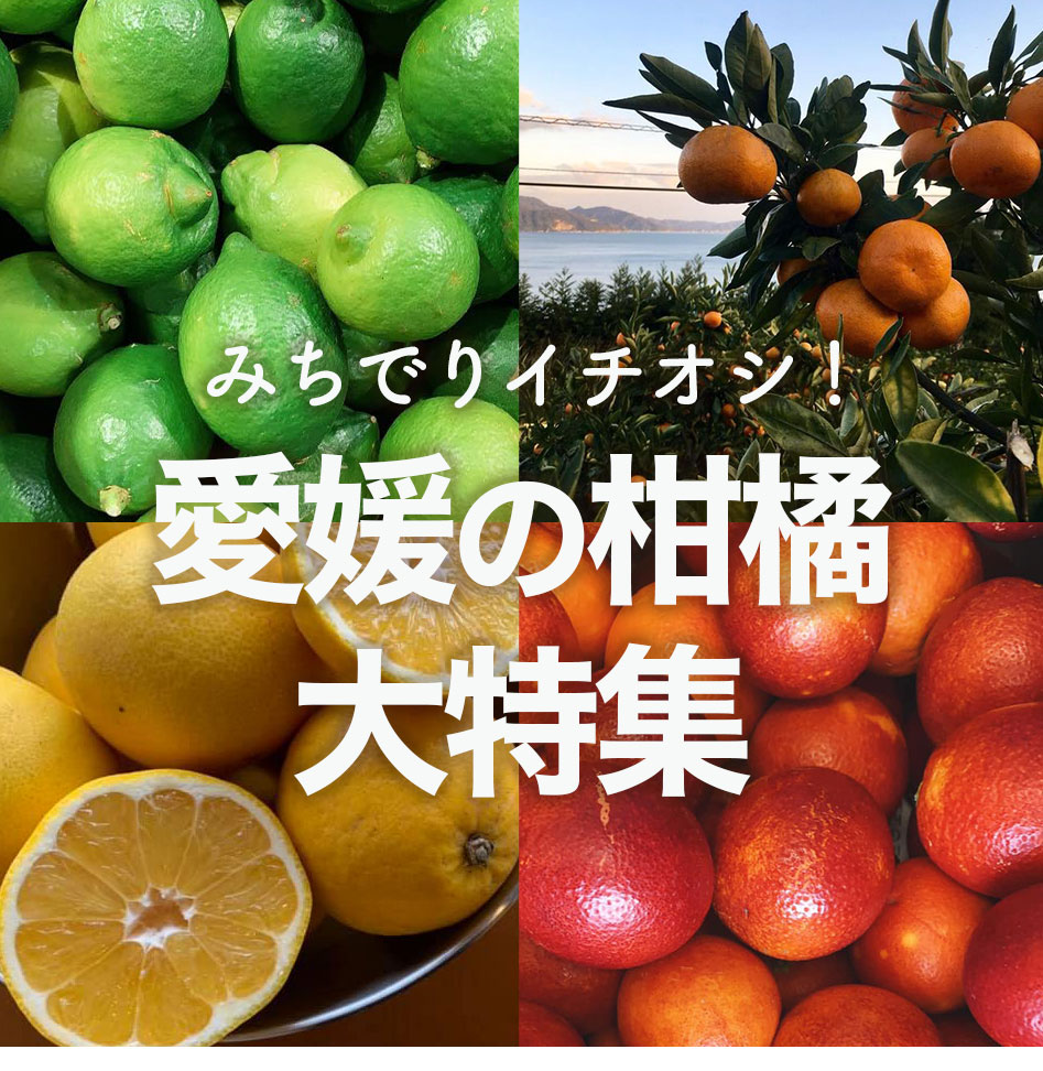 愛媛県産柑橘特集