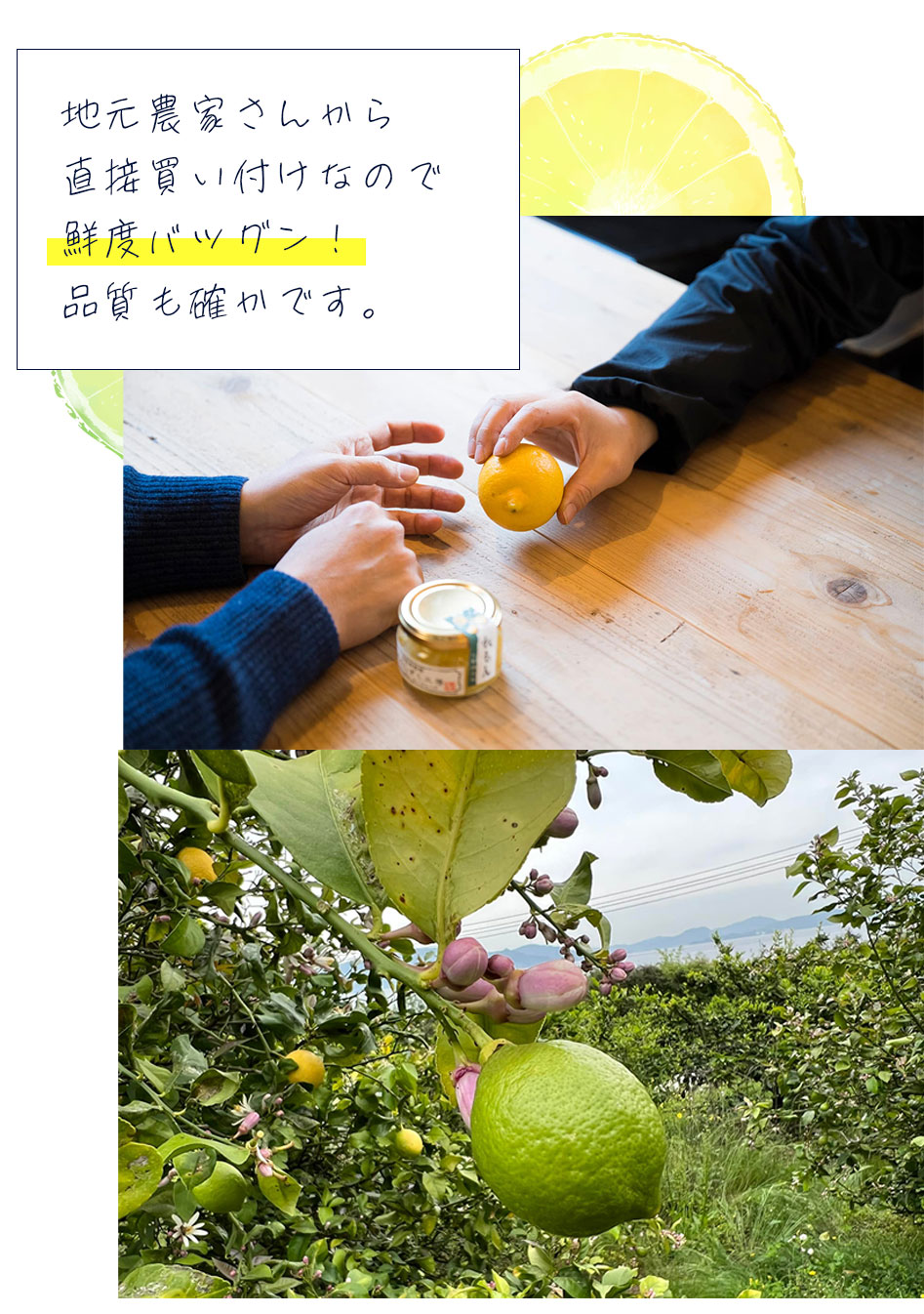 愛媛県産柑橘特集